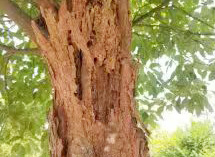 ԰ְϷ